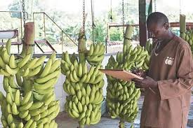 Banane 1.jpeg (13 KB)